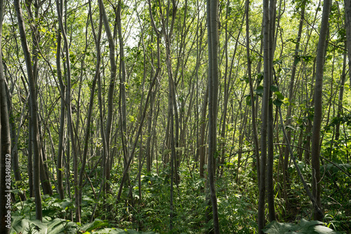 The forest of Erman's birch (Latin: Betula ermanii) in Kamchatka peninsula. Curvy trunks of trees in volcanic landscape. Green foliage in short summer season in Russian far east.