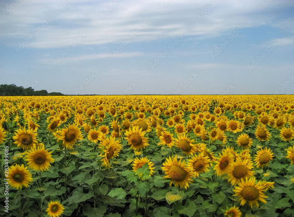 Obraz premium Sunflowers