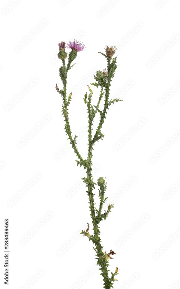 Fresh herbaceous plant, arctium burdock, thistle isolated on white background