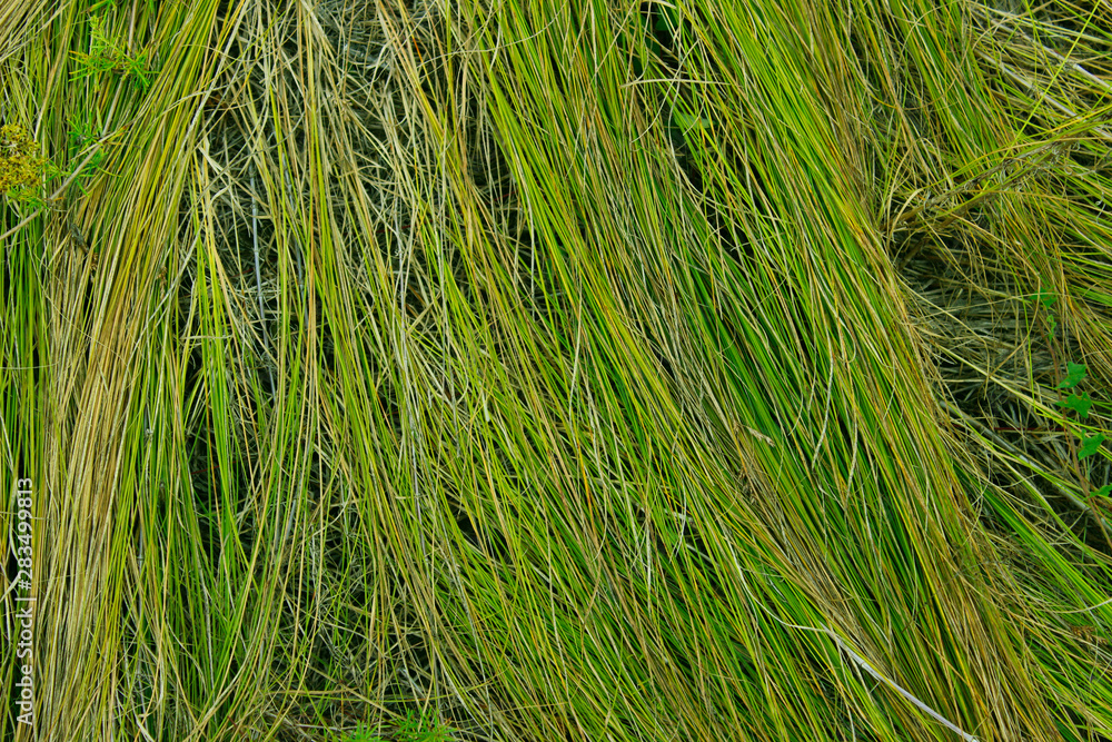 Blurred image of green grass background. Abstract nature texture background. Dry grass background. Blurred image of green grass background. Abstract nature texture background. Dry grass background.