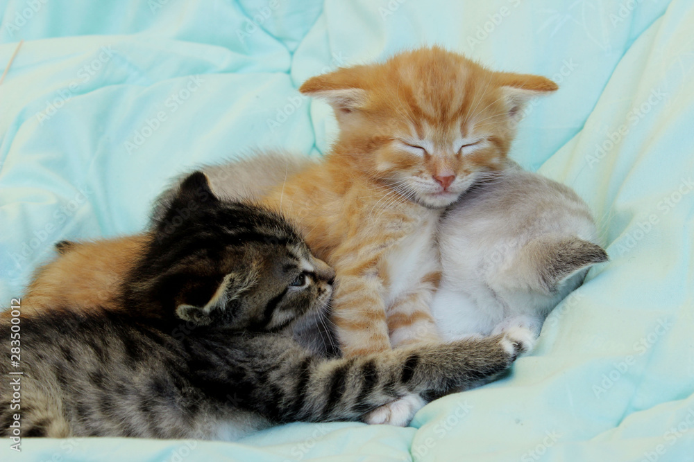 Three kittens sleeping. Cute kittens indoors. Pets, animals concept.