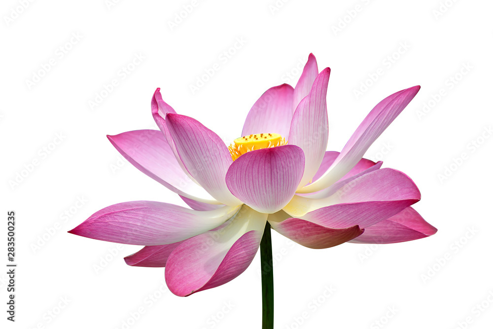 Beautiful pink lotus flower Beautiful pink lotus flower