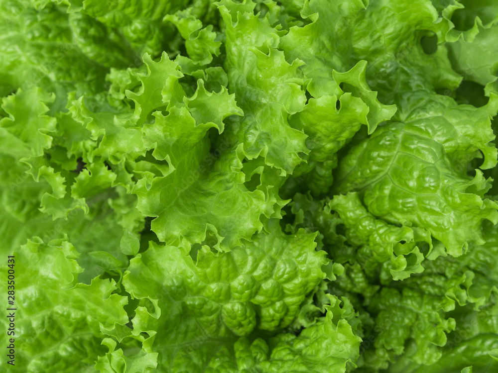 Natural green background. Green lettuce salad leaves. Closeup. Healthy vegetarian food, fresh, diet concept