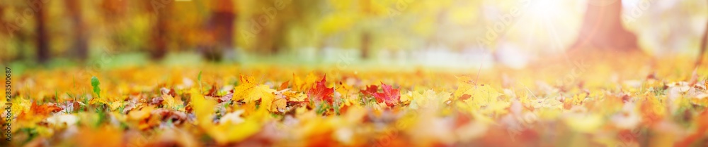 trees with multicolored leaves on the grass in the park trees with multicolored leaves on the grass in the park