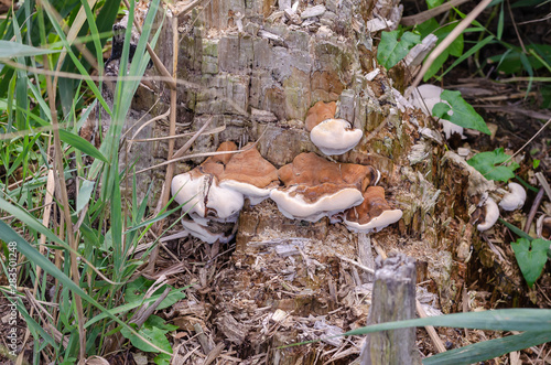 The family of fungi is a parasitic tinder fungus (Phellinus ignarius) on a poplar stump. Eye level shooting. photo