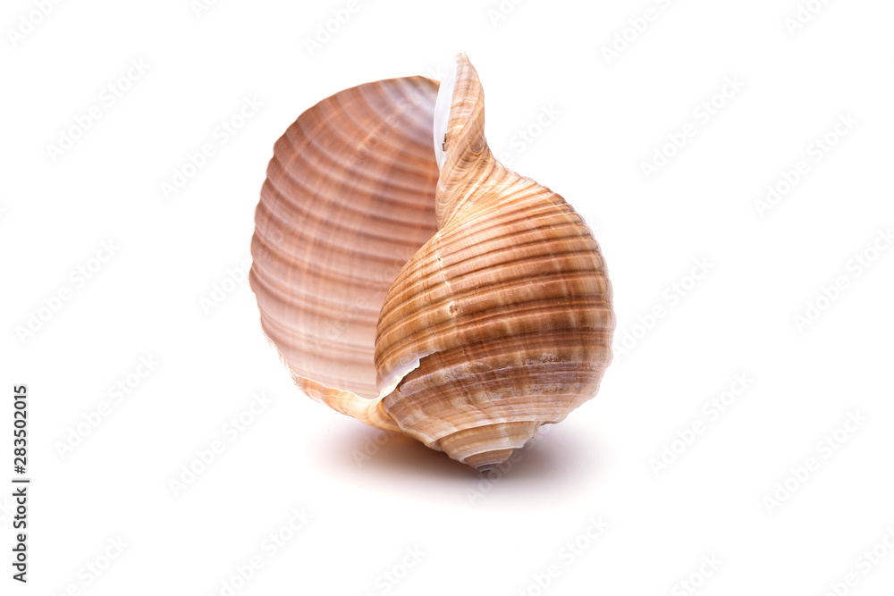 Sea natural shell, original pattern of marine life. Sea natural shell, original pattern of marine life.