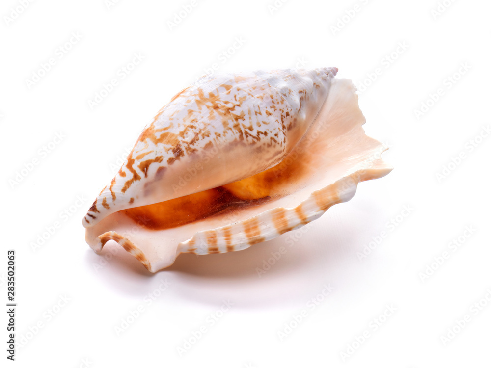 Sea natural shell, original pattern of marine life.