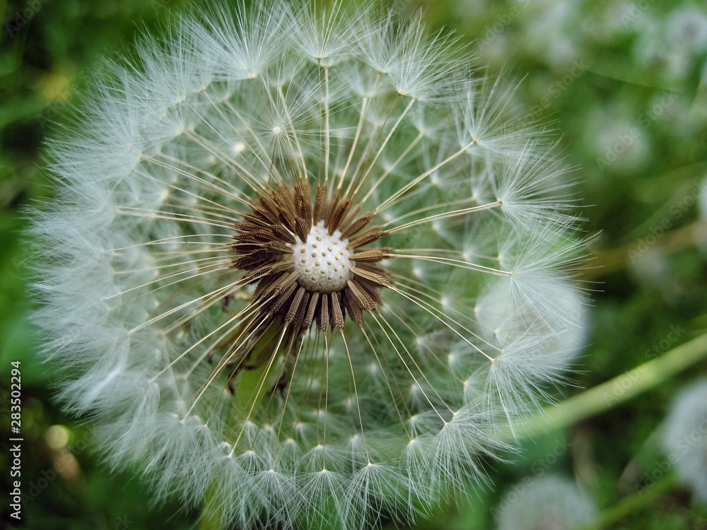 Dandelion (Taraxacum) Dandelion (Taraxacum)