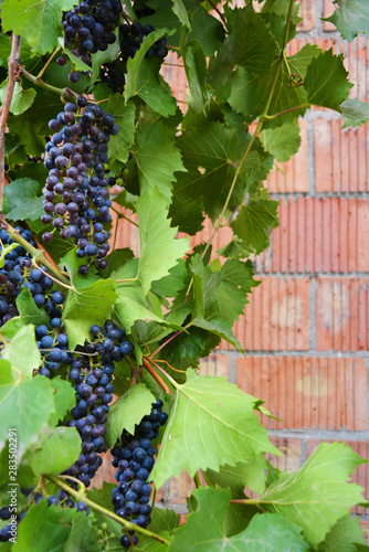 Technical black, dark blue bunch of grapes on a brown vine with large green leaves, grape, grapevine.