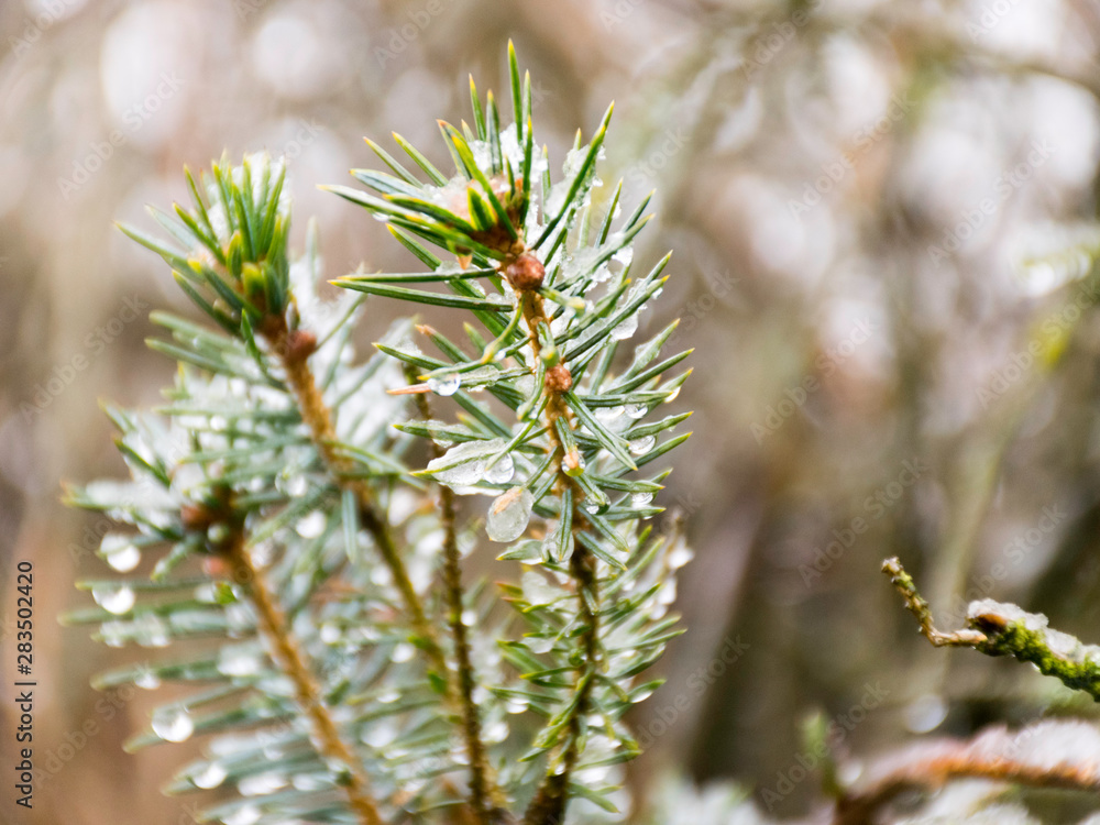 wet plants, snow and blurred background, blurred contours, fog wet plants, snow and blurred background, blurred contours, fog