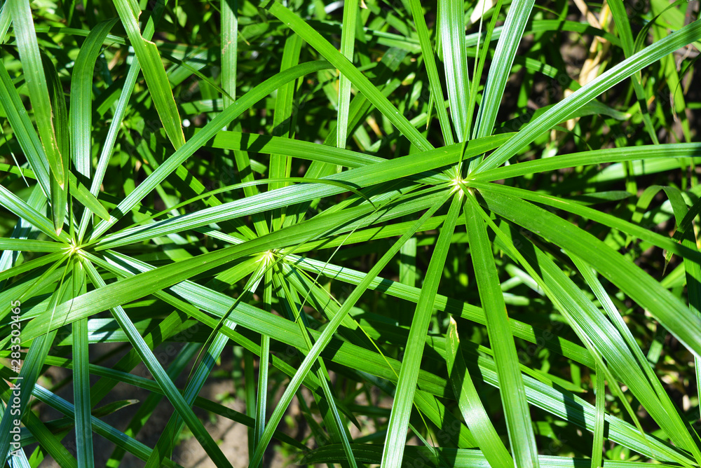 Bright saturated green leaves of the home cyperus flower, crossed by a network of linear leaves. Perennial herbaceous plant of the sedge family with thin green leaves, cyperus microcristatus, cyperus Bright saturated green leaves of the home cyperus flower, crossed by a network of linear leaves. Perennial herbaceous plant of the sedge family with thin green leaves, cyperus microcristatus, cyperus