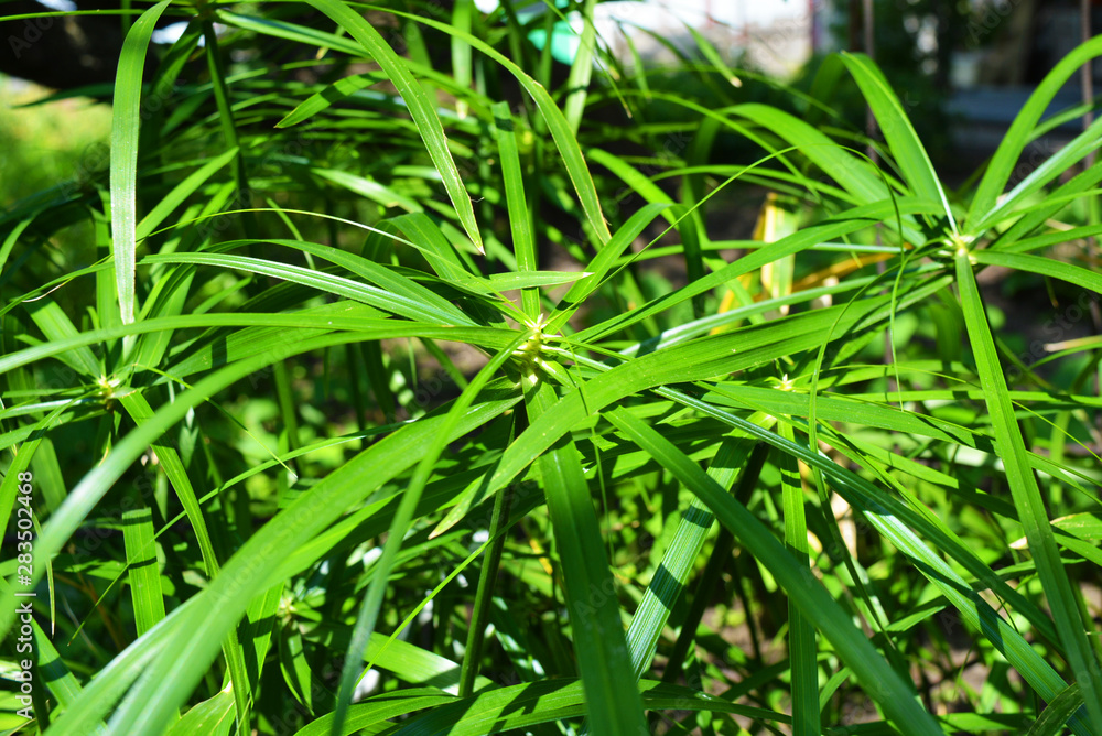 Bright saturated green leaves of the home cyperus flower, crossed by a network of linear leaves. Perennial herbaceous plant of the sedge family with thin green leaves, cyperus microcristatus, cyperus Bright saturated green leaves of the home cyperus flower, crossed by a network of linear leaves. Perennial herbaceous plant of the sedge family with thin green leaves, cyperus microcristatus, cyperus