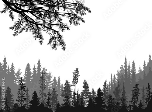 pine tree branch and grey forest isolated on white