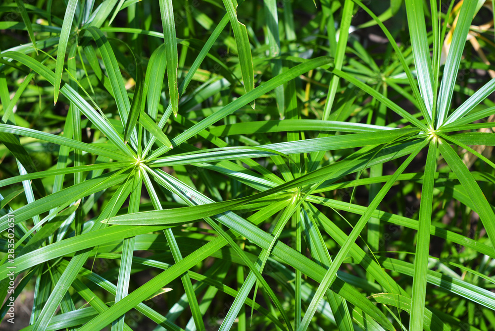 Bright saturated green leaves of the home cyperus flower, crossed by a network of linear leaves. Perennial herbaceous plant of the sedge family with thin green leaves, cyperus microcristatus, cyperus Bright saturated green leaves of the home cyperus flower, crossed by a network of linear leaves. Perennial herbaceous plant of the sedge family with thin green leaves, cyperus microcristatus, cyperus