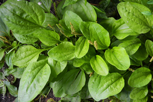 Green glade from the leaves of plantains and their seeds, fleaworts, plantago. photo