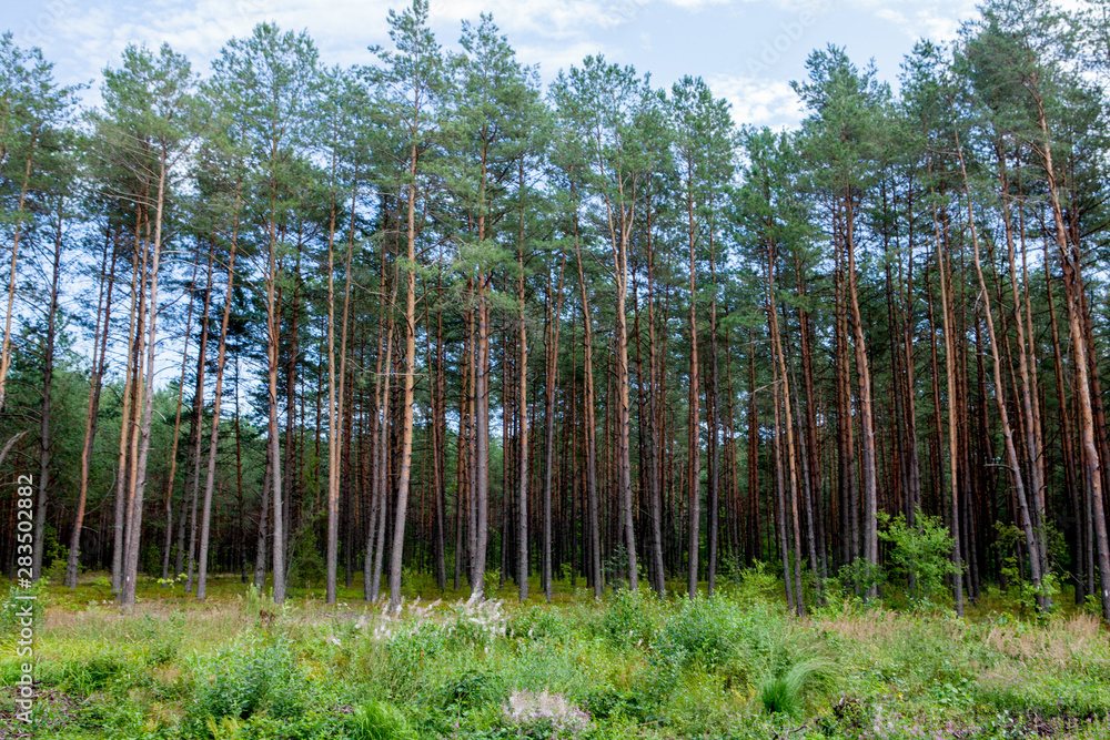 Early morning with sunrise in pine forest Early morning with sunrise in pine forest