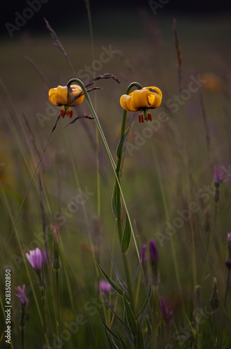 Nahaufnahme Blumenwiese  colourful orange  yellow  green background