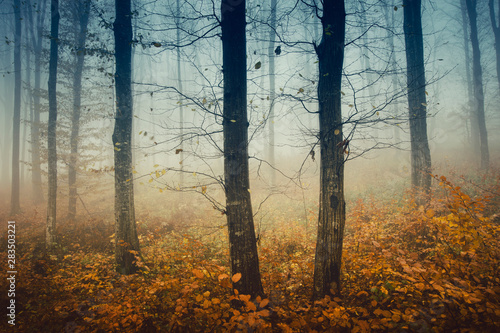 mysterious autumn woods, trees with bare branches and colorful fallen leaves in forest landscape