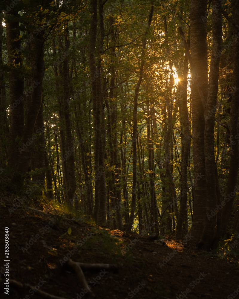 Waldstimmung Sonnenschein Abends mit Schatten und Lichtschein