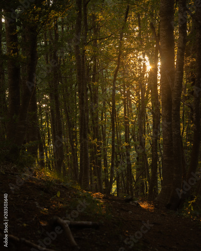 Fototapeta Naklejka Na Ścianę i Meble -  Waldstimmung Sonnenschein Abends mit Schatten und Lichtschein