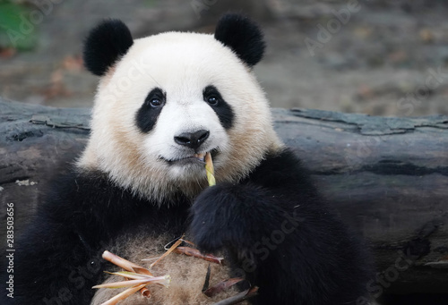 Giant panda eating bamboo,Wild Animals.