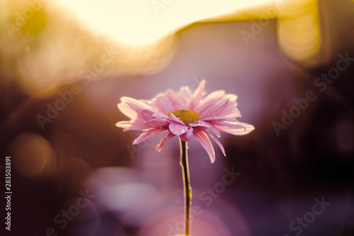 flor rosa sola photo