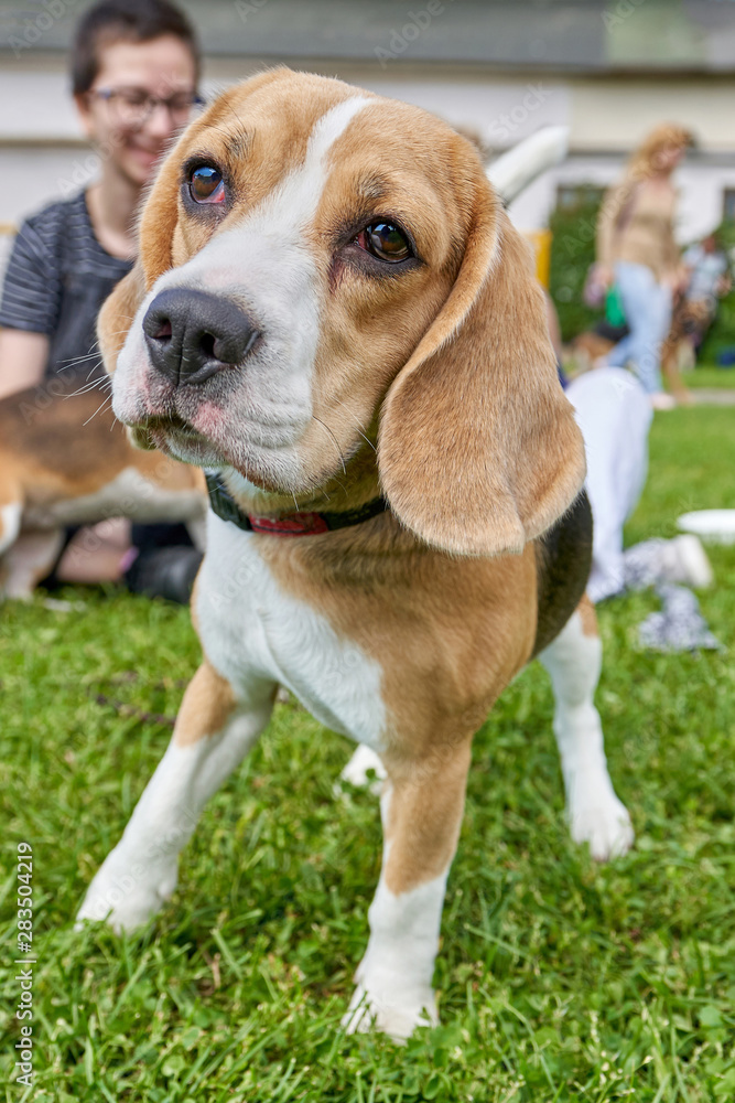 Beagle looking at the camera with sad eyes closeup
