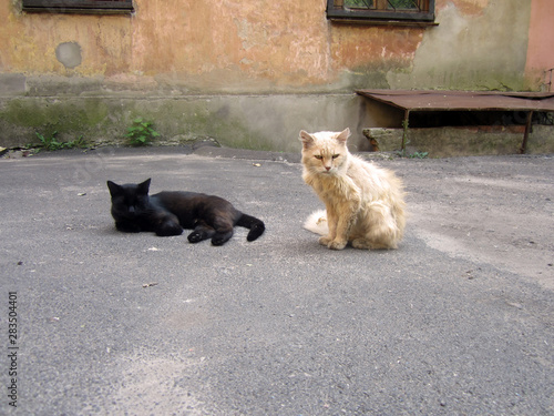 two street cat