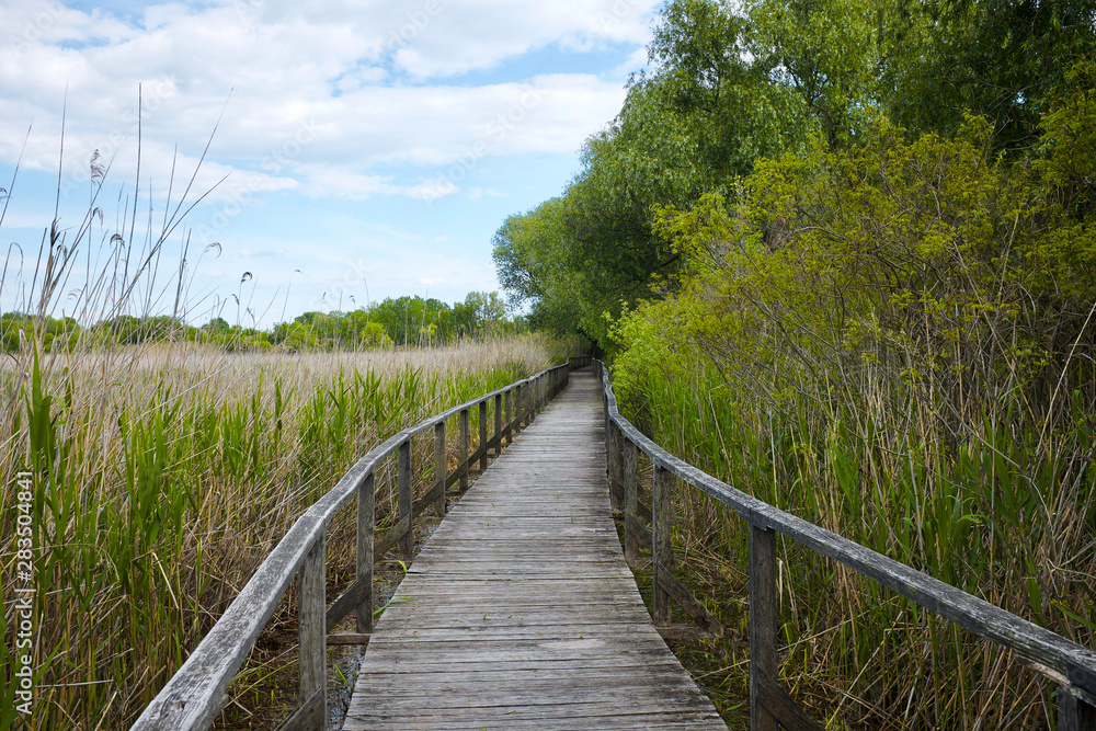 Wooden walkway with reed and forest at Tisza lake in Hungary