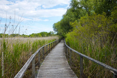 Wooden walkway with reed and forest at Tisza lake in Hungary