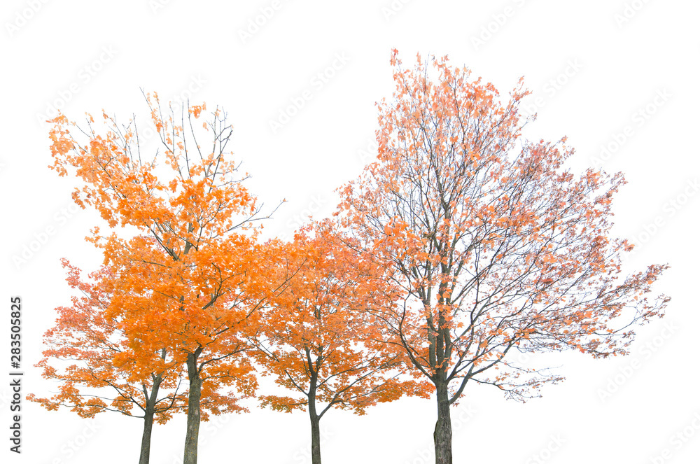 Fototapeta premium group of four orange autumn maple trees isoalted on white