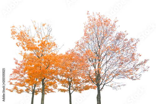 group of four orange autumn maple trees isoalted on white