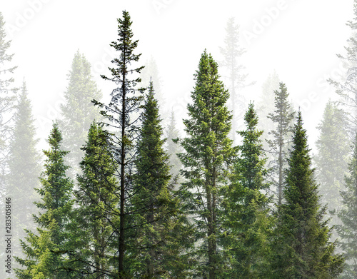 dark green straight fir forest on white