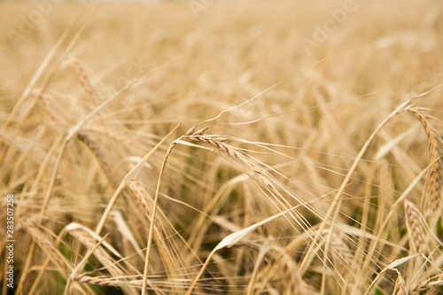  barley field in the sunlight