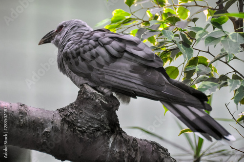 Channel-billed cuckoo photo