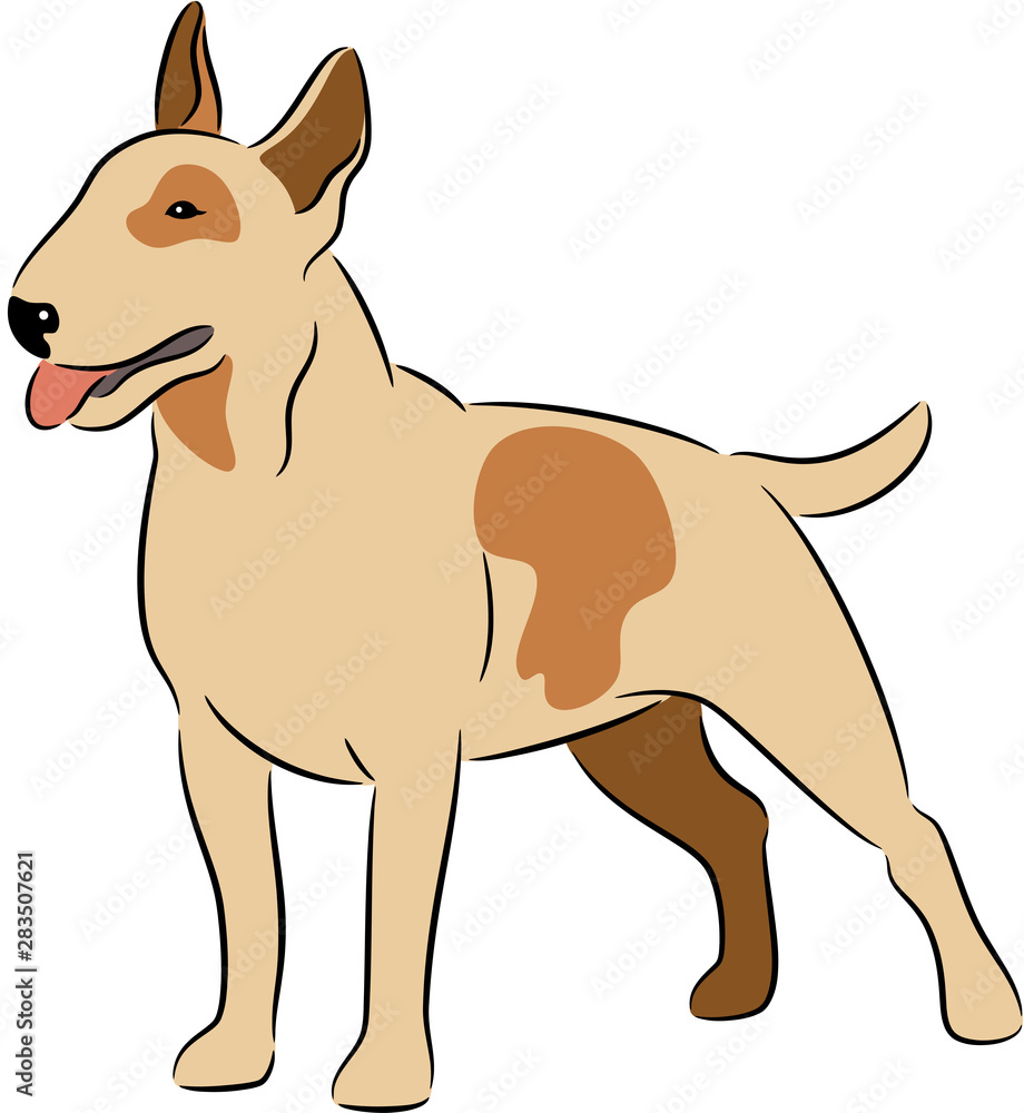 Fototapeta premium Bull terrier dog