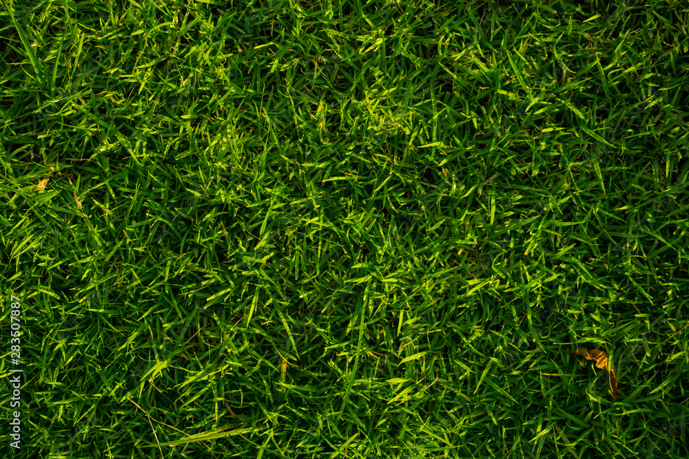 Abstract green foliage fresh grass texture Abstract green foliage fresh grass texture