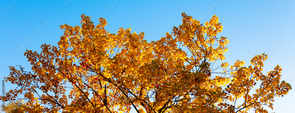 Yellow and red leaves of tree against blue sky. Beautiful sunny weather in fall. Yellow and red leaves of tree against blue sky. Beautiful sunny weather in fall.