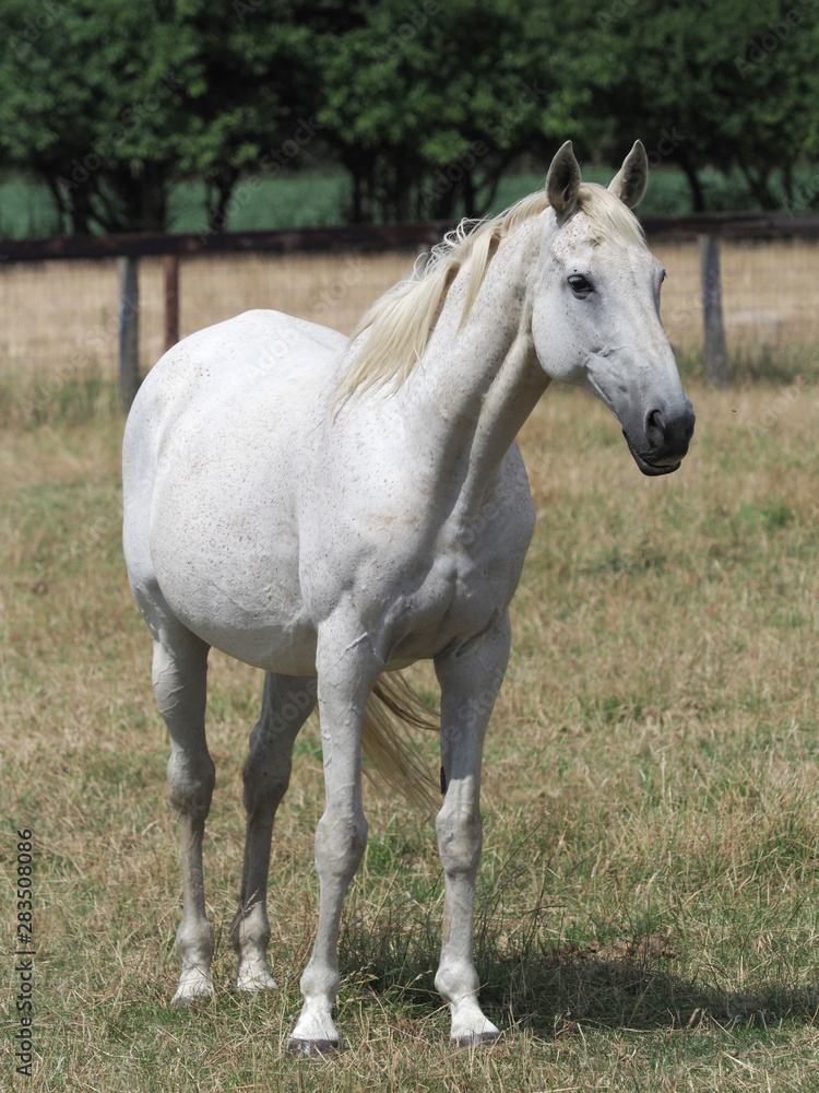 Retired Racehorse in Paddock Retired Racehorse in Paddock