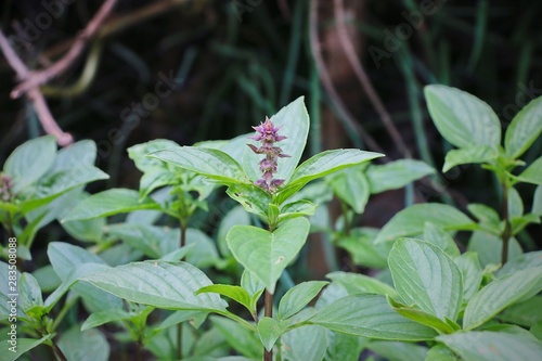 Basil leaf in garden. 