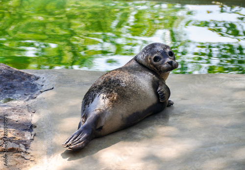 Young seals sunbathe in the sun
