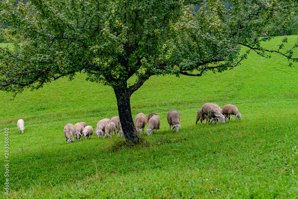 Sheep and goats grazing in the mountains Sheep and goats grazing in the mountains