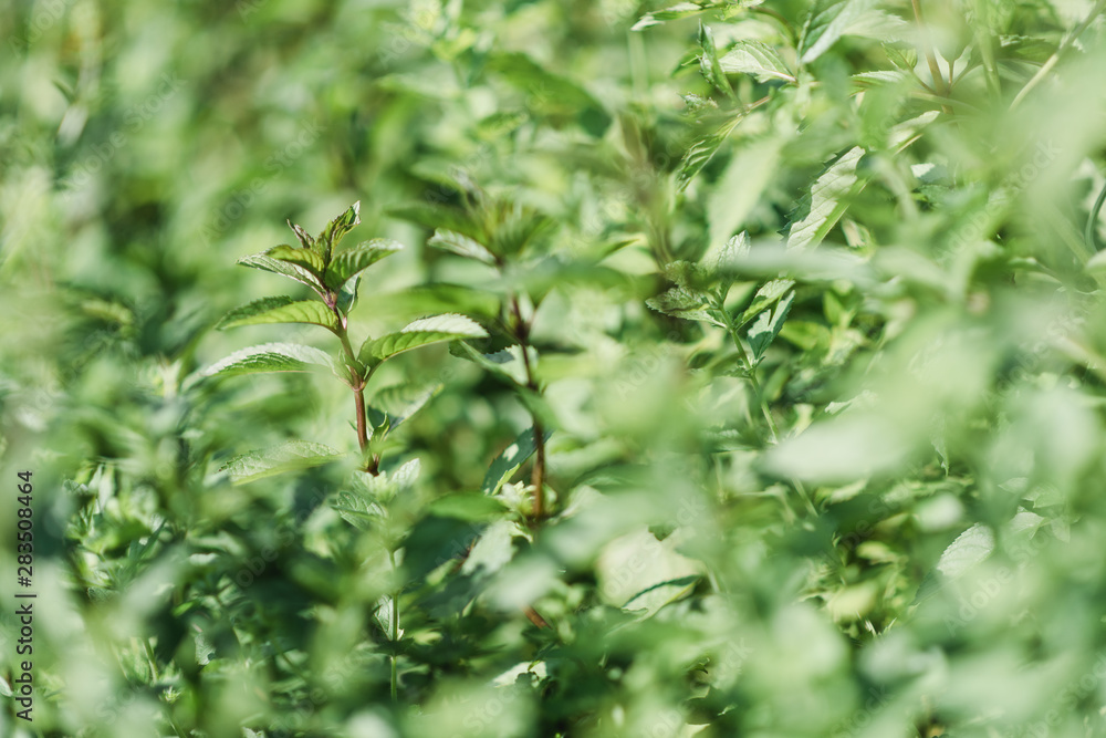 wonderful beautiful green and colorful herb garden wonderful beautiful green and colorful herb garden