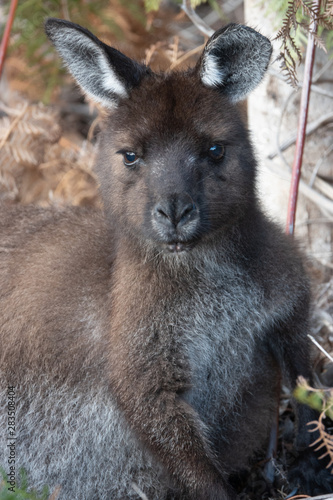 Kangaroo on Kangaroo Island, Australia