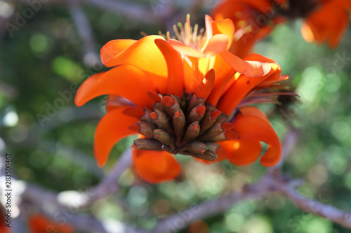 Cora; Tree Flower side view 2 photo