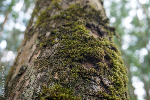 moss on tree