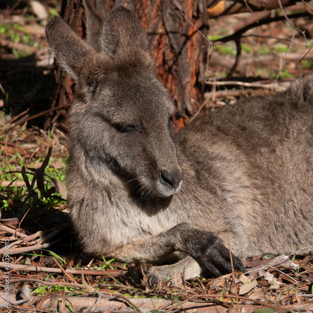 australian kangaroo resting in sun