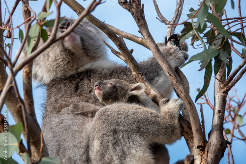 Fototapeta Naklejka Na Ścianę i Meble -  koala joey with its mum
