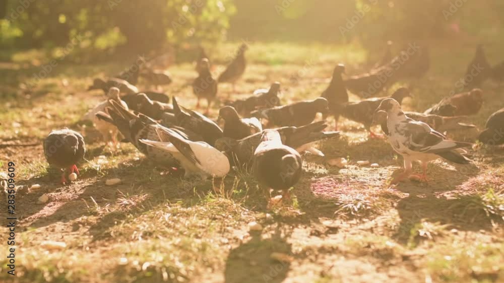 Flock of pigeons feeding in park, slow motion Flock of pigeons feeding in park, slow motion