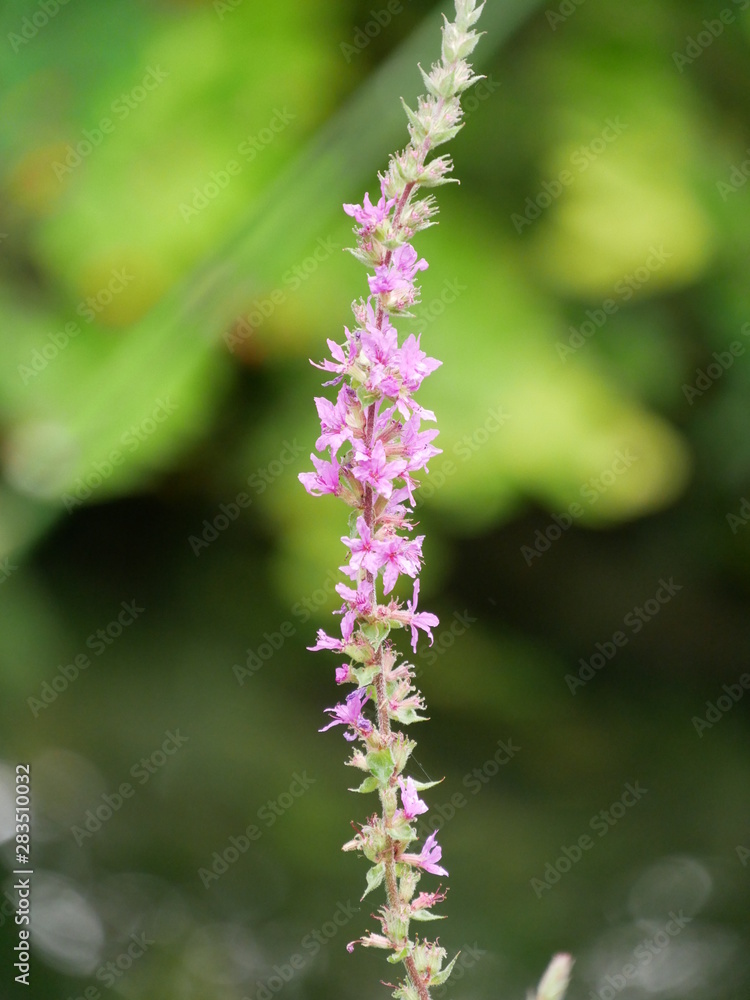 Fototapeta premium purple flowers in the garden